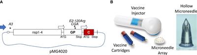 Live-Attenuated VEEV Vaccine Delivered by iDNA Using Microneedles Is Immunogenic in Rabbits